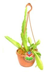 Rhipsalis Occidentalis Askılı 14 cm saksılı Sarkıcı Sukulent