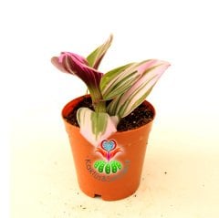Tradescantia 'Nanouk' -Pembe Yeşil Beyaz Tonlarında Mükemmel Renkli Telgraf Çiçeği-5,5 cm Saksıda