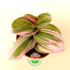 Tradescantia 'Nanouk' -Pembe Yeşil Beyaz Tonlarında Mükemmel Renkli Telgraf Çiçeği-5,5 cm Saksıda