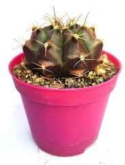 Kaktüs, Gymnocalycium Mihanovichii var. Stenogonum -8,5 cm Saksıda- Özel Koleksiyonluk Kaktüs