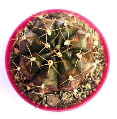 Kaktüs, Gymnocalycium Mihanovichii var. Stenogonum -8,5 cm Saksıda- Özel Koleksiyonluk Kaktüs