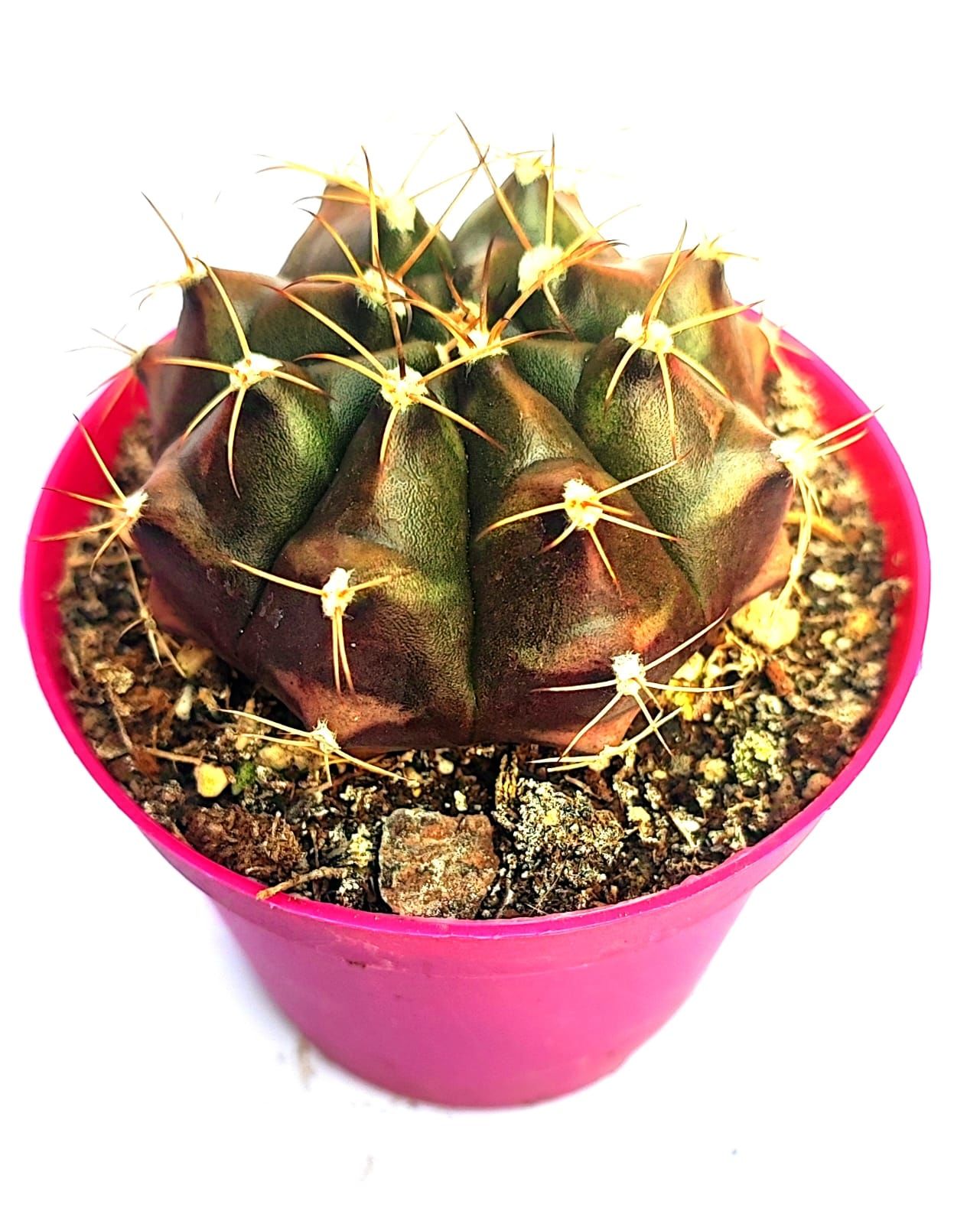 Kaktüs, Gymnocalycium Mihanovichii var. Stenogonum -8,5 cm Saksıda- Özel Koleksiyonluk Kaktüs