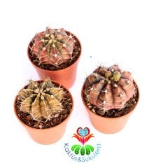 Kaktüs,Gymnocalycium Mihanovichii - Birbirinden Farklı -1. Sınıf -5,5 cm saksıda-Teraryum, Sukulent