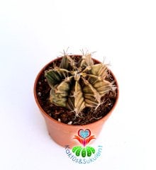 Kaktüs,Gymnocalycium Mihanovichii - Birbirinden Farklı -1. Sınıf -5,5 cm saksıda-Teraryum, Sukulent
