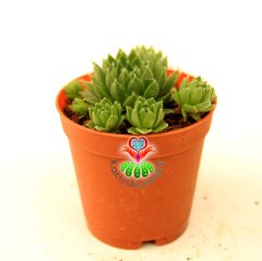 Sukulent, Sempervivum Calcareum 'Limelight'-  Canlı Yeşil Renk 5,5 cm Saksıda