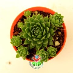 Sukulent, Sempervivum Calcareum 'Limelight'-  Canlı Yeşil Renk 5,5 cm Saksıda