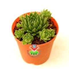 Sukulent, Sempervivum Calcareum 'Limelight'-  Canlı Yeşil Renk 5,5 cm Saksıda