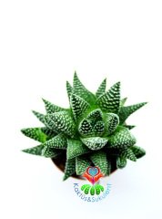 Haworthia Attenuata Beyaz Benekli Sukulent Saksı Dolusu Birinci Sınıf Yavrulu 5,5 cm Saksılı