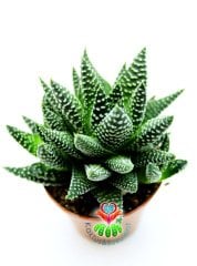 Haworthia Attenuata Beyaz Benekli Sukulent Saksı Dolusu Birinci Sınıf Yavrulu 5,5 cm Saksılı
