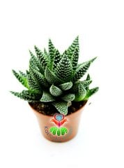 Haworthia Attenuata Beyaz Benekli Sukulent Saksı Dolusu Birinci Sınıf Yavrulu 5,5 cm Saksılı