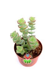 Crassula Perforata (String of Buttons) Düğme Dizisi Sukulent-8 cm Saksıda