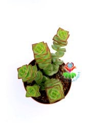 Crassula Perforata (String of Buttons) Düğme Dizisi Sukulent-8 cm Saksıda