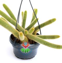 Altın Sıçan Kuyruğu Kaktüs, Hildewintera Aureispina, Askılı 12 cm Saksı Sarkan Nadir Tür