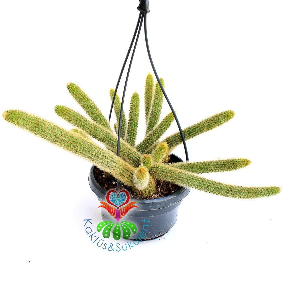 Altın Sıçan Kuyruğu Kaktüs, Hildewintera Aureispina, Askılı 12 cm Saksı Sarkan Nadir Tür