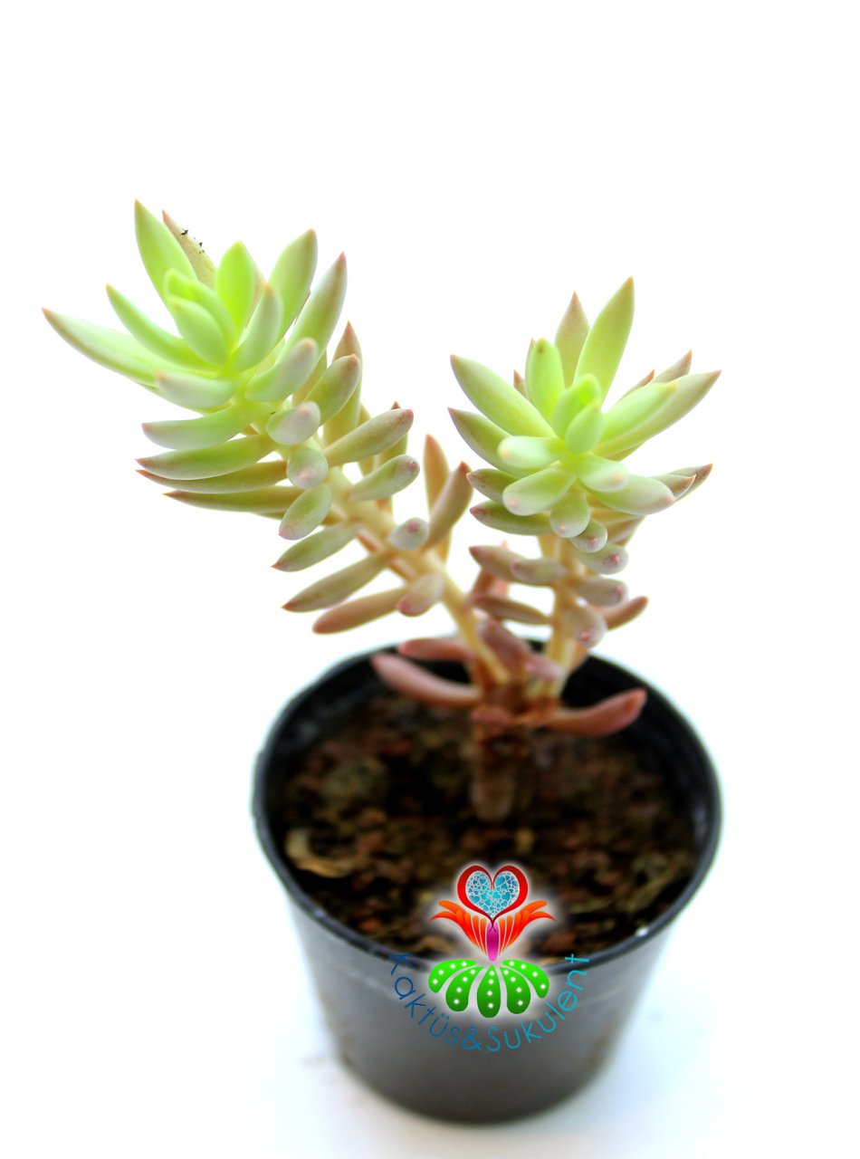 Sedum Sediforme Sukulent Dayanıklı Tür 5,5 cm Saksılı