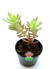 Sedum Sediforme Sukulent Dayanıklı Tür 5,5 cm Saksılı