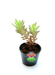 Sedum Sediforme Sukulent Dayanıklı Tür 5,5 cm Saksılı