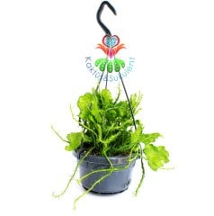 Sarkaç Saksılı Beyin Kaktüs, Euphorbia Flanaganii Cristata, Askılı 12 cm Saksı Sarkan Nadir Tür