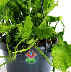 Sarkaç Saksılı Beyin Kaktüs, Euphorbia Flanaganii Cristata, Askılı 12 cm Saksı Sarkan Nadir Tür