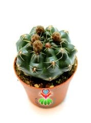 Gymnocalycium Baldianum Tomurcuklu Saksı Dolusu ''En Uygun Fiyat'' 5,5 cm Saksılı 1 Sınıf