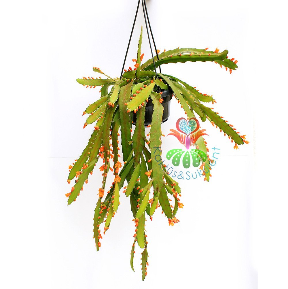 Sarkıcı Kaktüs, Rhipsalis Monacantha, Askılı 40 cm Boy 12 cm Saksı Sarkan Nadir Kaktüs Sarı Çiçekli