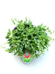 Senecio Herreianus Yetişkin Büyük Boy 10 cm Saksılı Kokulu Çiçek Açar