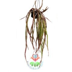 Sarkıcı Kaktüs, Lepismium Cruciforme, Askılı 60+ cm Boy 12 cm Saksı Sarkan Nadir Kaktüs Pembe Çiçek