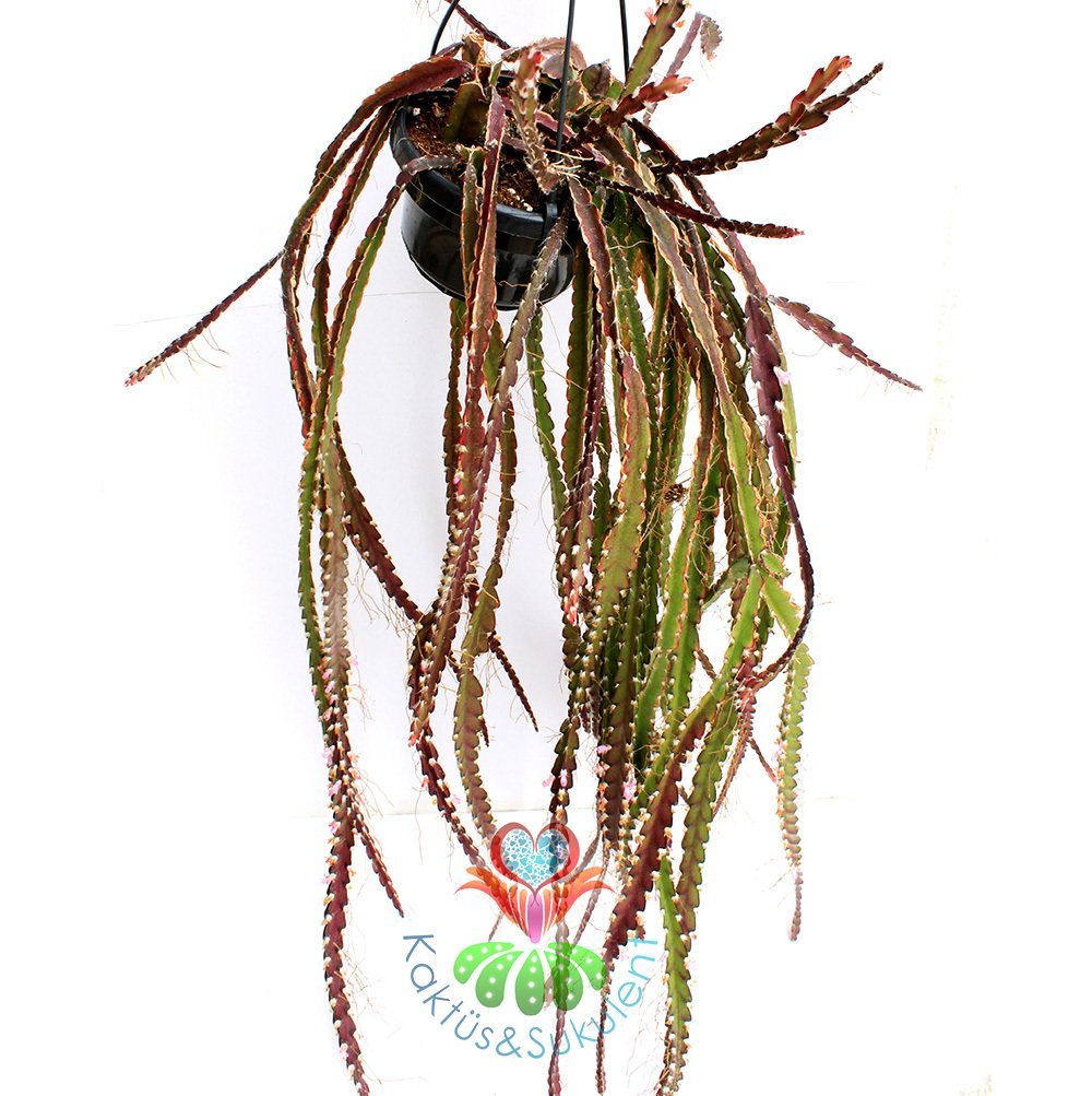 Sarkıcı Kaktüs, Lepismium Cruciforme, Askılı 60+ cm Boy 12 cm Saksı Sarkan Nadir Kaktüs Pembe Çiçek