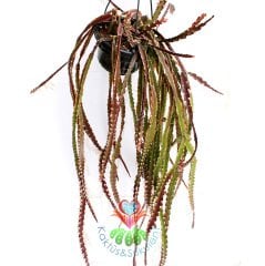 Sarkıcı Kaktüs, Lepismium Cruciforme, Askılı 60+ cm Boy 12 cm Saksı Sarkan Nadir Kaktüs Pembe Çiçek
