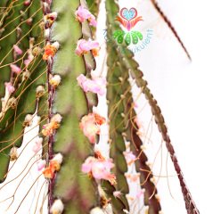 Sarkıcı Kaktüs, Lepismium Cruciforme, Askılı 60+ cm Boy 12 cm Saksı Sarkan Nadir Kaktüs Pembe Çiçek