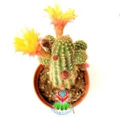 Chamaecereus Silvestrii Tomurcuklu Çiçeği Üzerinde Sarı Renk Çiçek Tilki Kuyruğu Kaktüs 5,5 cm Saksılı
