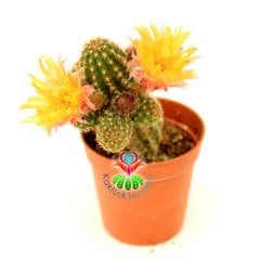 Chamaecereus Silvestrii Tomurcuklu Çiçeği Üzerinde Sarı Renk Çiçek Tilki Kuyruğu Kaktüs 5,5 cm Saksılı