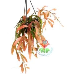 Kırmızı Sarkıcı Kaktüs, Pseudorhipsalis ramulosa, Askılı 40 cm Boy, 12 cm Saksı Sarkan Nadir Tür