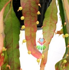 Kırmızı Sarkıcı Kaktüs, Pseudorhipsalis ramulosa, Askılı 40 cm Boy, 12 cm Saksı Sarkan Nadir Tür