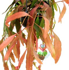 Kırmızı Sarkıcı Kaktüs, Pseudorhipsalis ramulosa, Askılı 40 cm Boy, 12 cm Saksı Sarkan Nadir Tür