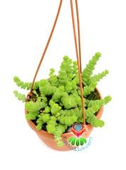 Crassula Marnieriana Hottentot 14 cm Askılı Saksıda Sukulent