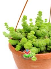 Crassula Marnieriana Hottentot 14 cm Askılı Saksıda Sukulent