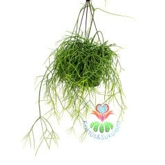 Sukulent, Rhipsalis Burchellii - Nadir Tür, Beyaz Çiçekli-Tomurcuklu- 50 cm boy 12 cm saksılı suku.