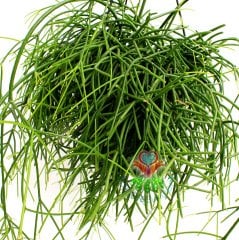 Sukulent, Rhipsalis Burchellii - Nadir Tür, Beyaz Çiçekli-Tomurcuklu- 50 cm boy 12 cm saksılı suku.