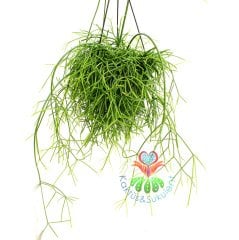Sukulent, Rhipsalis Burchellii - Nadir Tür, Beyaz Çiçekli-Tomurcuklu- 50 cm boy 12 cm saksılı suku.