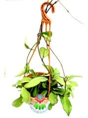 Mum Çiçeği-Hoya Carnosa- Mis Kokulu Çiçekler Açar-14 cm Askılı Saksıda-25+ cm Uzunlukta