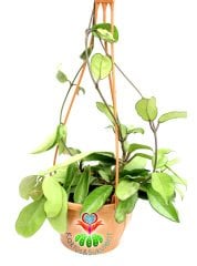 Mum Çiçeği-Hoya Carnosa- Mis Kokulu Çiçekler Açar-14 cm Askılı Saksıda-25+ cm Uzunlukta