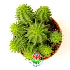 Euphorbia Suzannae Dikensiz 5,5 cm saksılı Çok Dallı Yavrulu- Minik Sarı Çiçek Açar