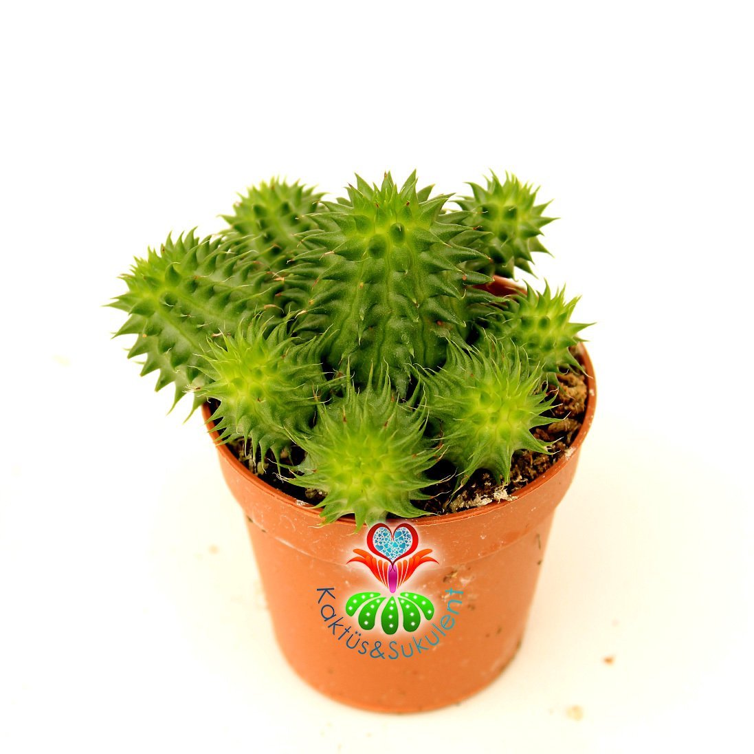 Euphorbia Suzannae Dikensiz 5,5 cm saksılı Çok Dallı Yavrulu- Minik Sarı Çiçek Açar