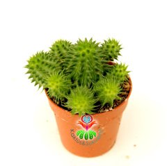 Euphorbia Suzannae Dikensiz 5,5 cm saksılı Çok Dallı Yavrulu- Minik Sarı Çiçek Açar
