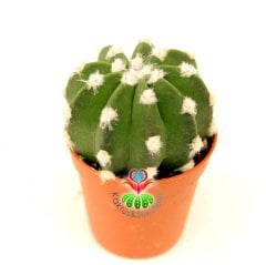 Top Kaktüs, Echinopsis Subdenudata Pamuk Noktalı 5,5 cm Saksılı Kokulu Dev Beyaz Çiçek Açar
