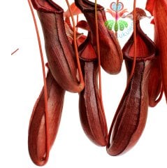 Başka Yerde Yok-Böcek Yiyen Bitki-Nepenthes ' Rebecca Soper '-Maymun Kavanozu Bitkisi-30 cm-Et Kapan
