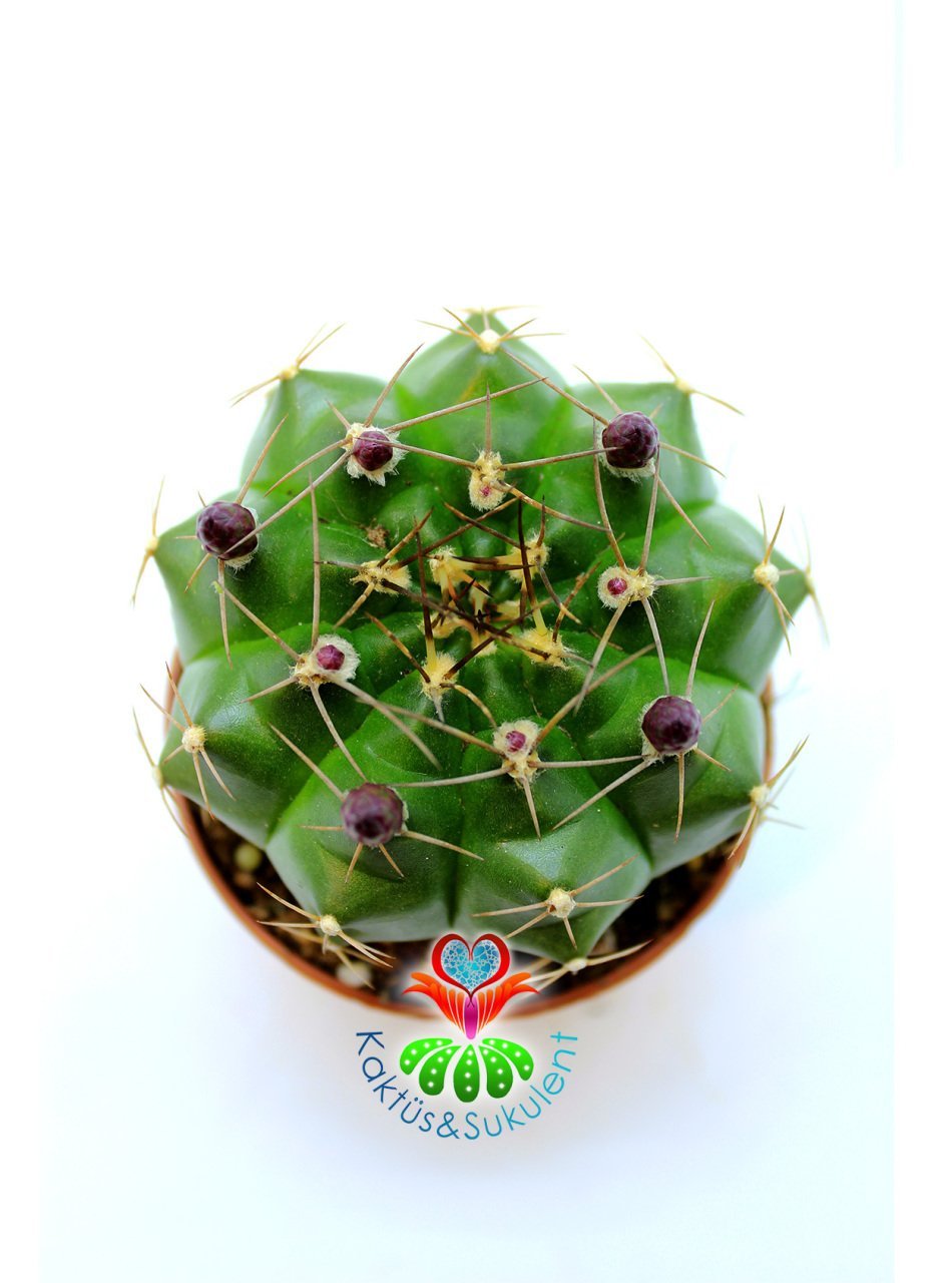 Gymnocalycium Mihanovichii Green 5,5 cm Saksılı-Saksı Dolusu