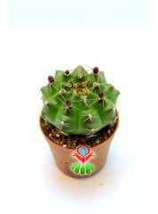 Gymnocalycium Mihanovichii Green 5,5 cm Saksılı-Saksı Dolusu