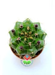Gymnocalycium Mihanovichii Green 5,5 cm Saksılı-Saksı Dolusu